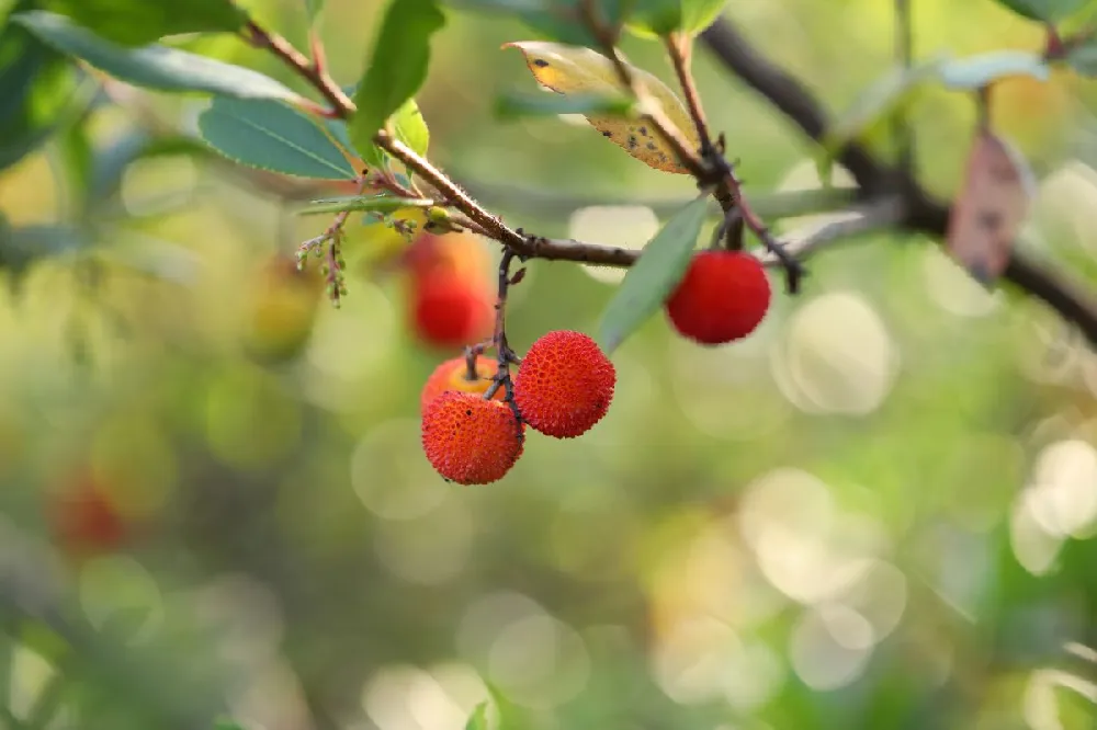 Marina Strawberry Tree