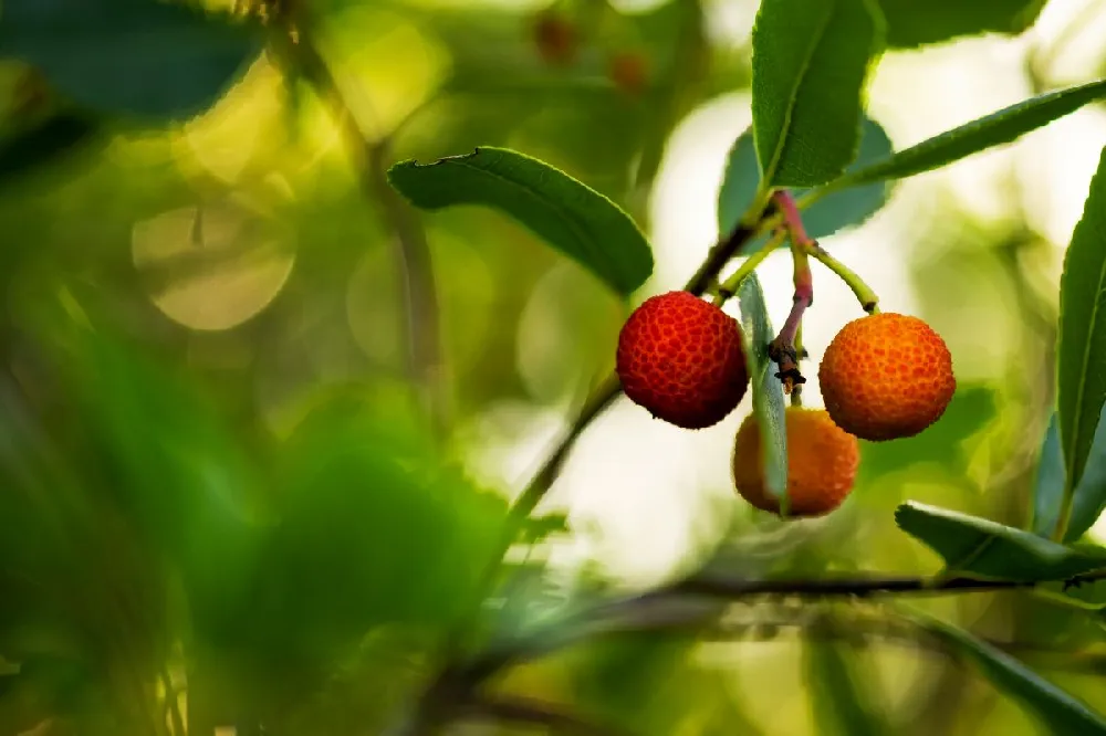 Marina Strawberry Tree