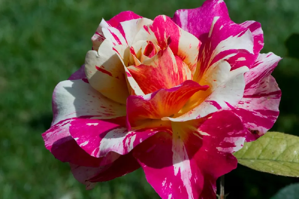 Maurice Utrillo™ Rose Tree 