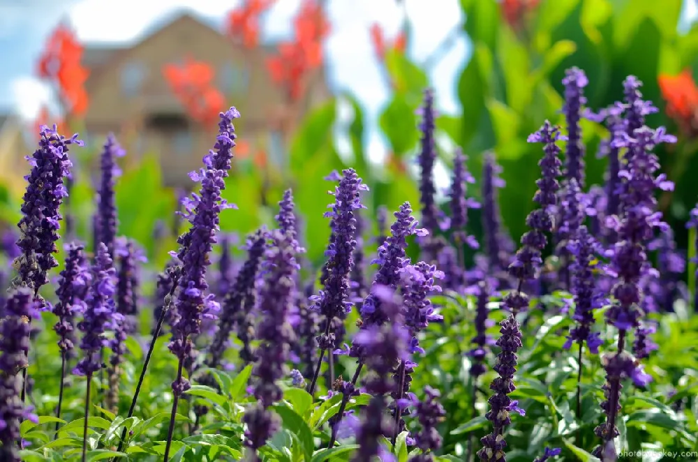 May Night Salvia