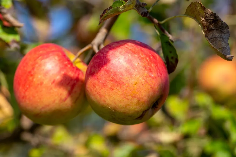 McIntosh Apple Tree