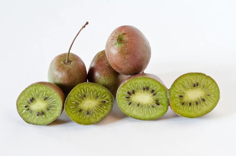 Meader Hardy Kiwi