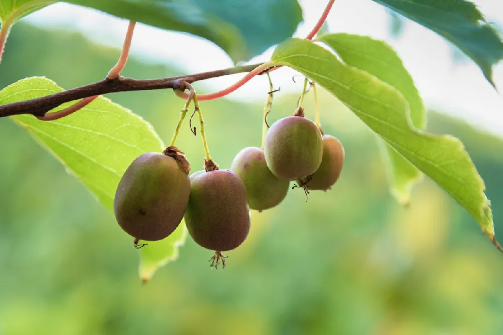 Meader Hardy Kiwi