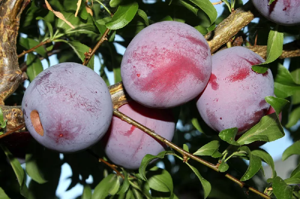 Methley Plum Tree