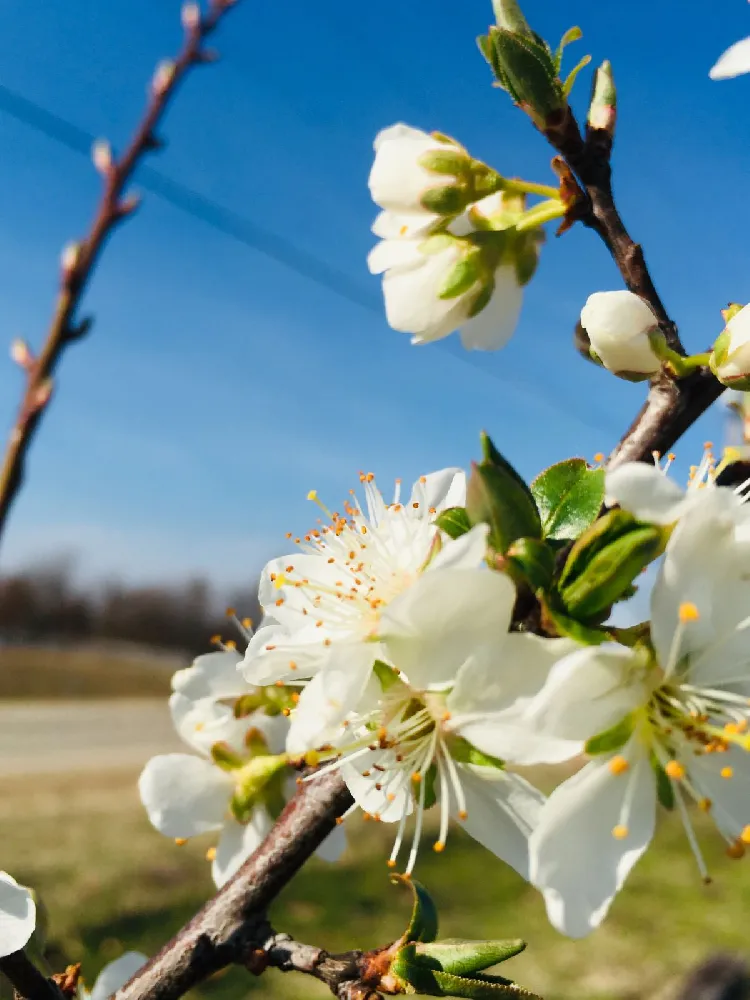 Methley Plum Tree