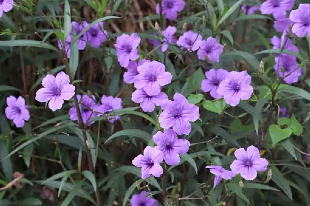 Pretty Mexican Petunia