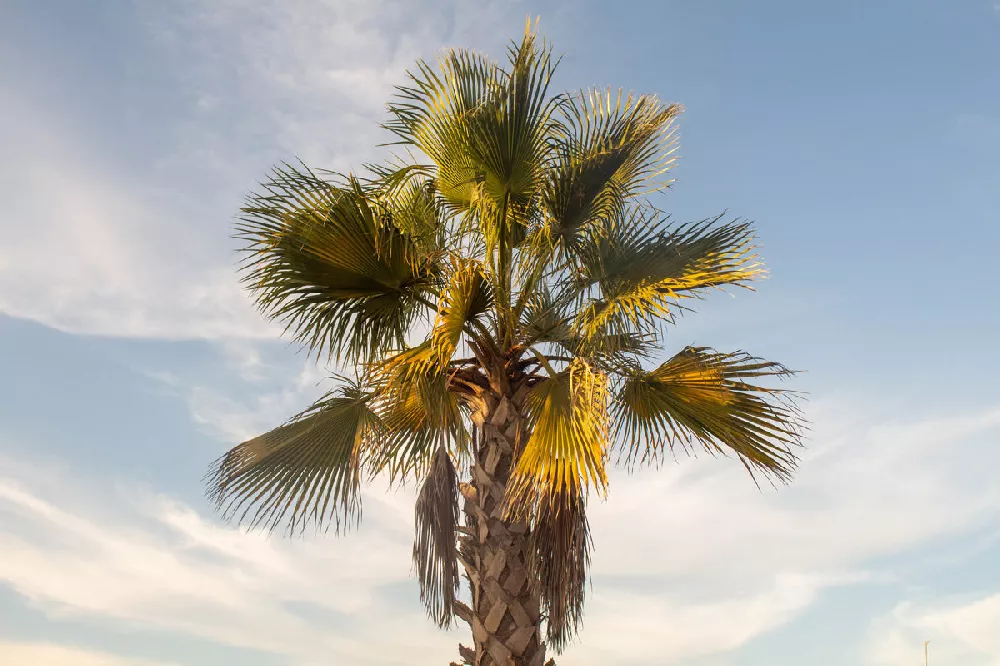 Mexican Fan Palm Tree close-up