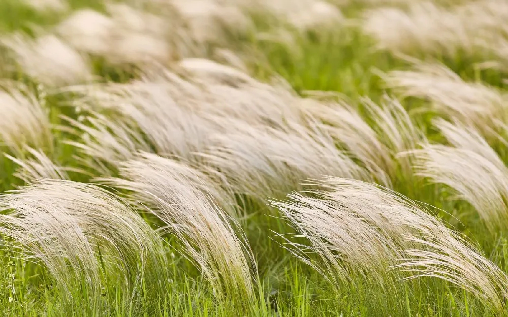 Mexican Feather Grass