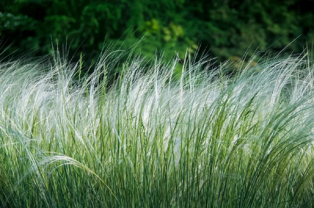 Mexican Feather Grass