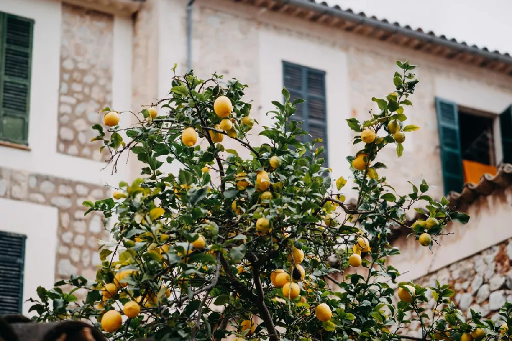 Meyer Lemon Bush