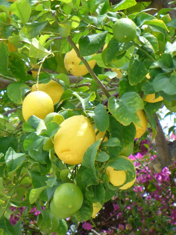 Meyer Lemon Bush 2