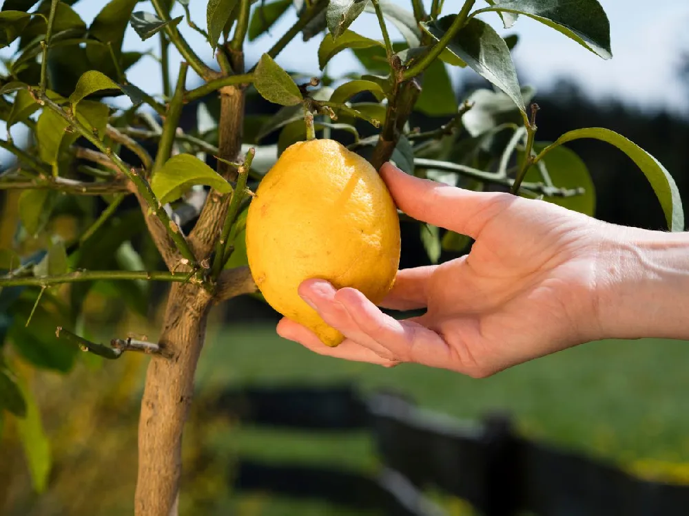 Meyer Lemon Gift Tree