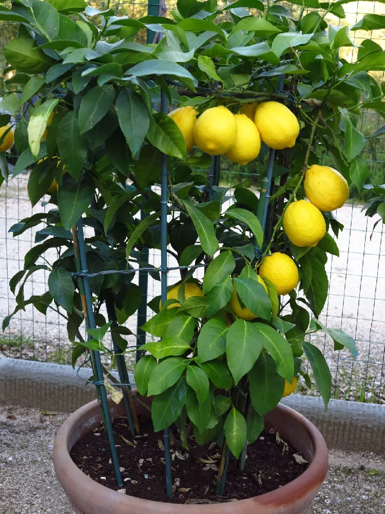 Meyer Lemon Tree