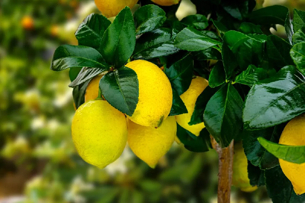 Meyer Lemon Tree