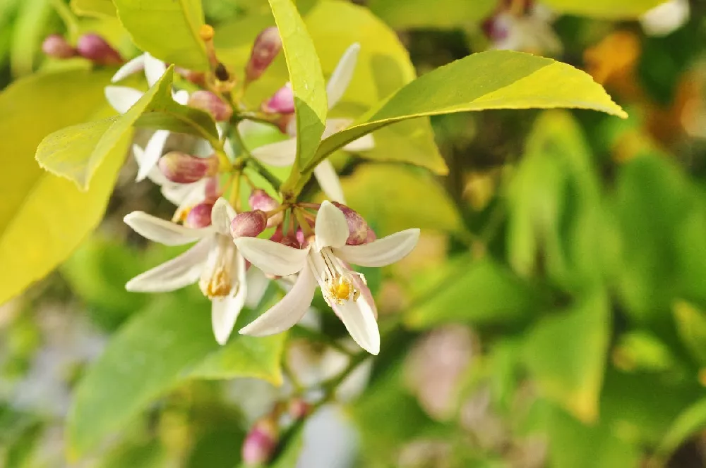 Meyer Lemon Tree flower