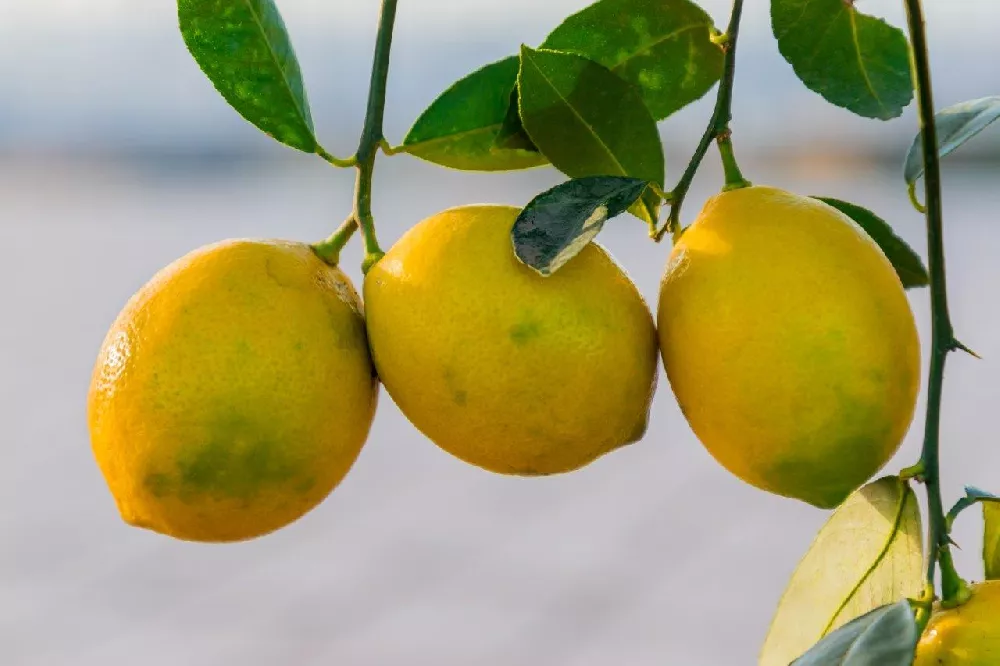 Meyer Lemon Trees close up
