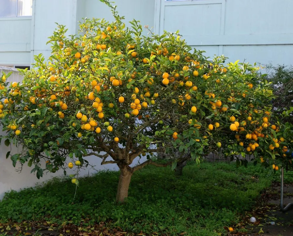 Meyer Lemon Trees