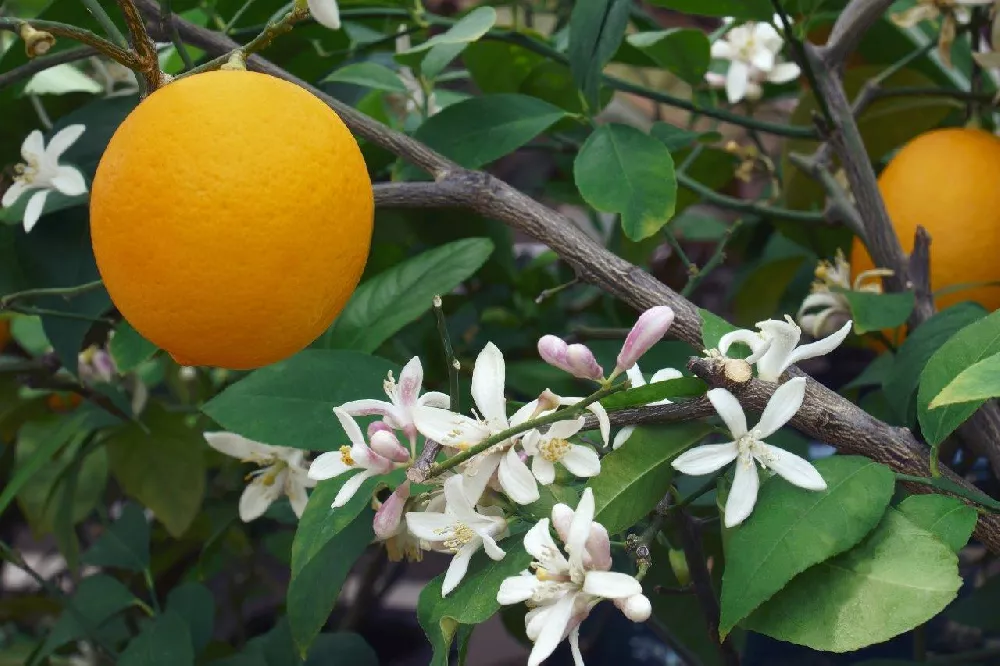 Meyer Lemon Tree fruit