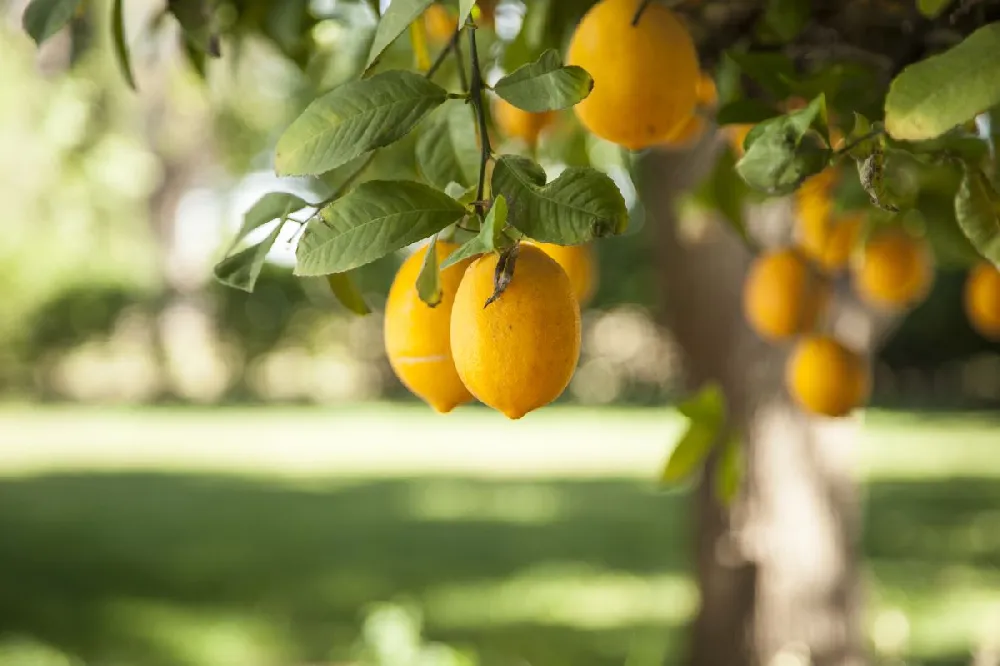 Meyer Lemon Tree