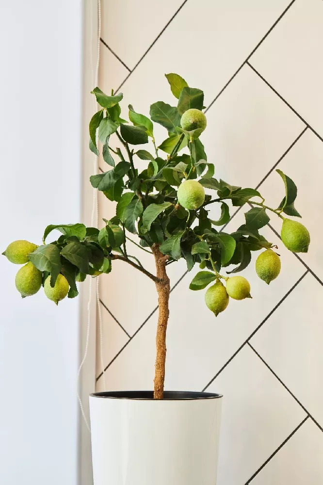 Meyer Lemon + Key Lime Bush