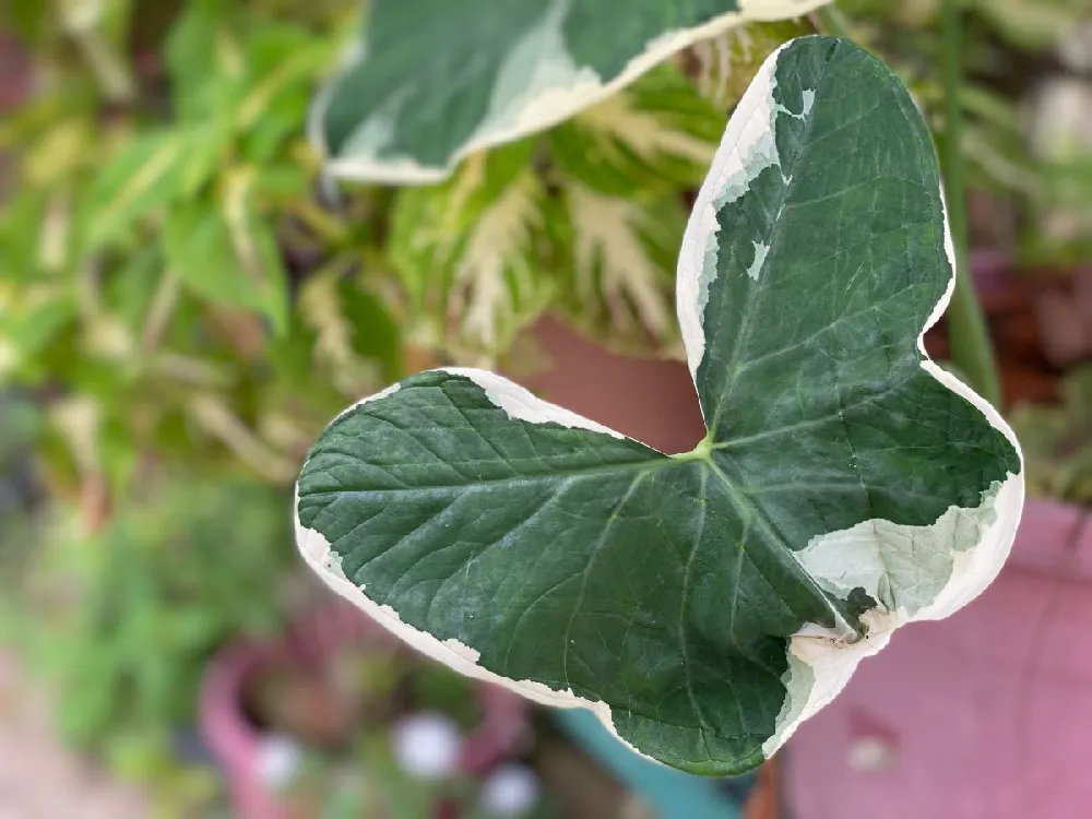 Mickey Mouse Alocasia (Alocasia Xanthosoma Variegata)