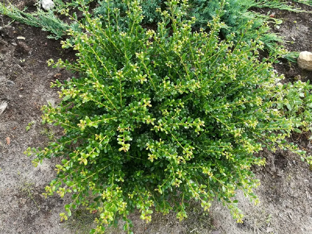 Micron® Holly Shrub