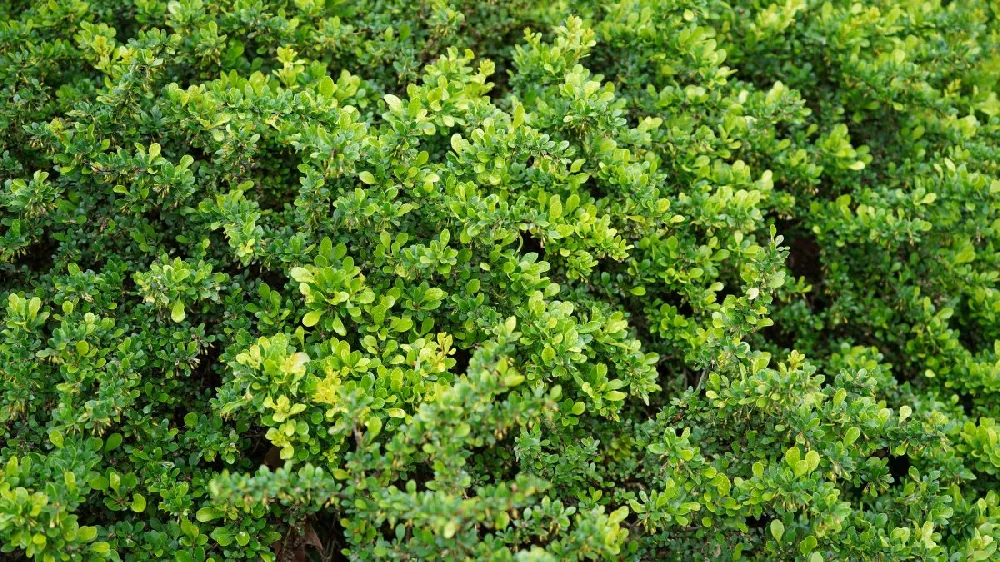 Micron® Holly Shrub 