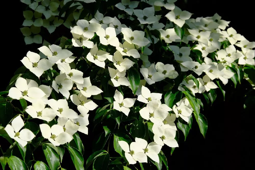 Milky Way Chinese Dogwood Tree