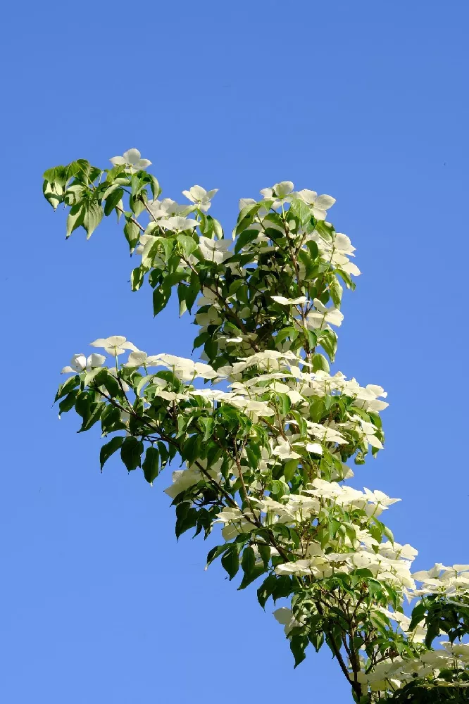 Milky Way Chinese Dogwood Tree