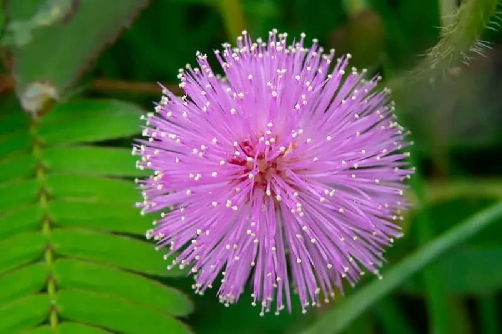 Mimosa Tree flower