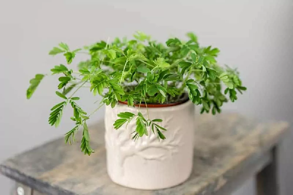 Mimosa Tree in pot