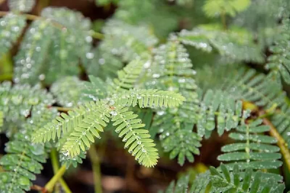 Watering Mimosa Tree