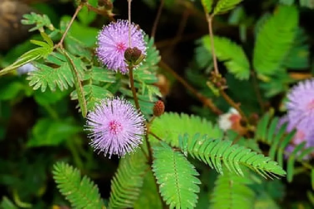 Mimosa Tree