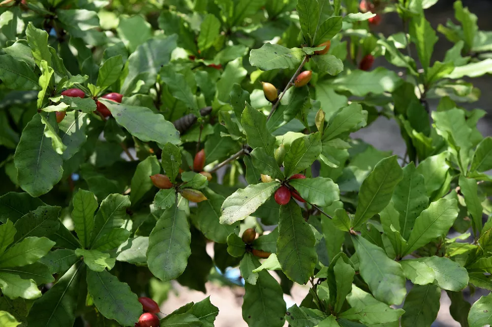 Miracle Fruit Plants