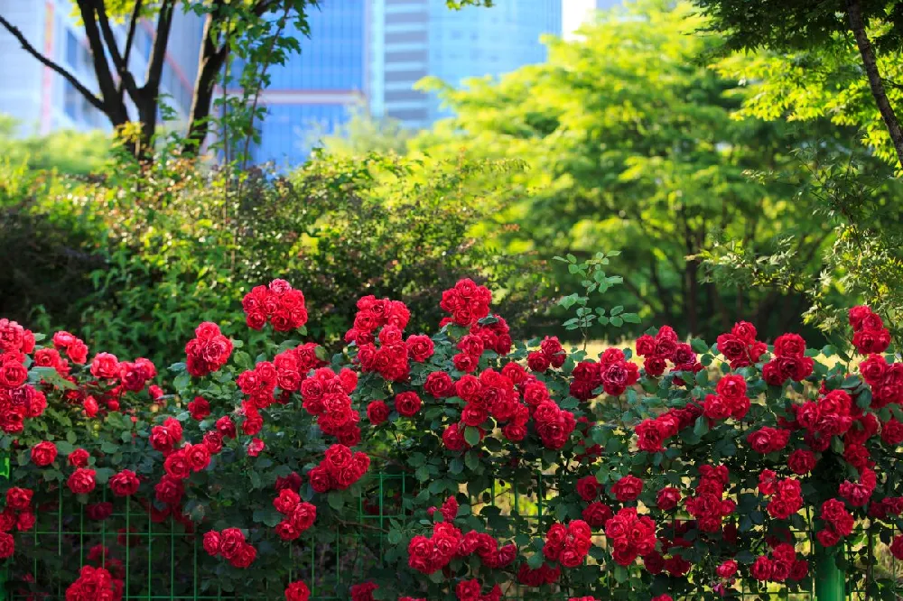 Miracle on the Hudson™ Rose