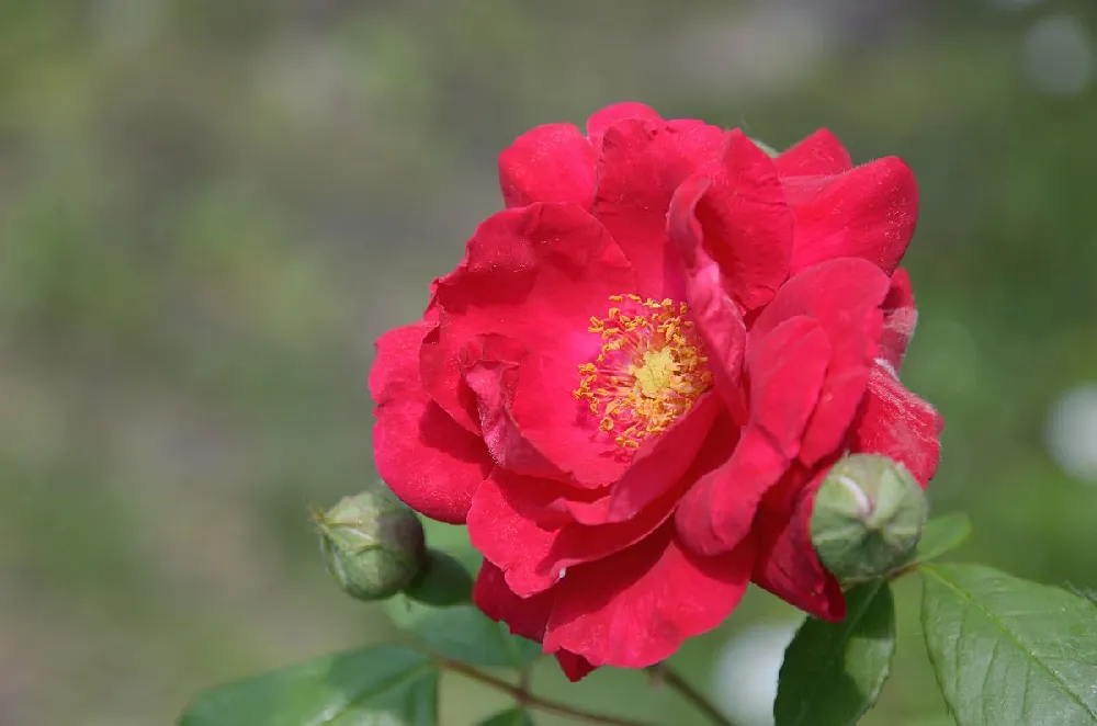 Miracle on the Hudson™ Rose