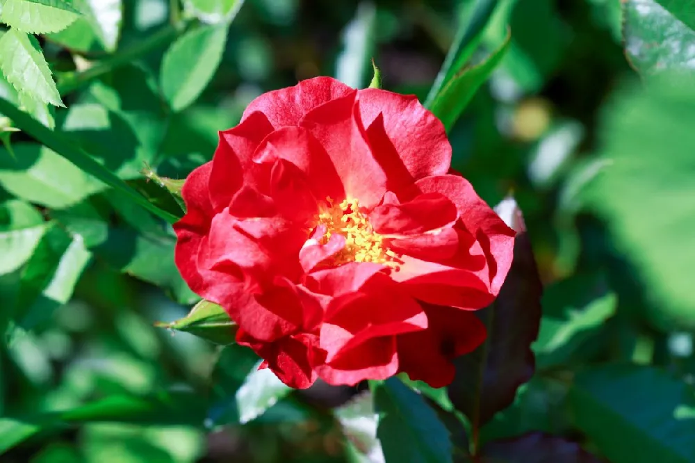 Miracle on the Hudson™ Rose