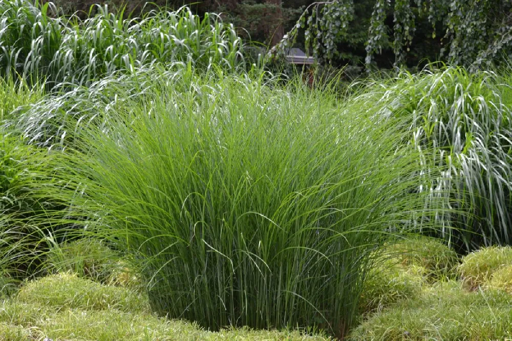 Miscanthus Gracillimus (Maiden Grass)