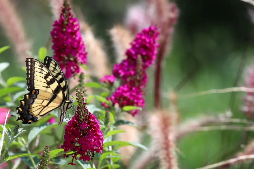 Miss Molly Butterfly Bush