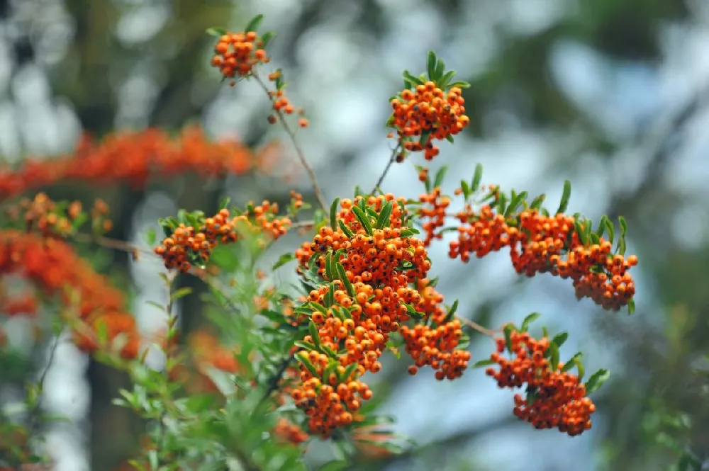 Mohave Pyracantha (Firethorn) Shrub