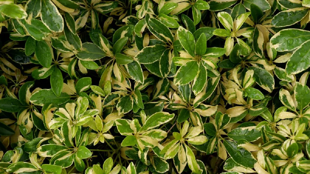 Mojo® Dwarf Pittosporum