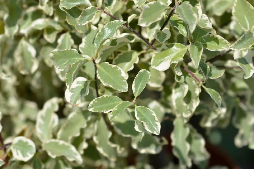 Mojo® Dwarf Pittosporum