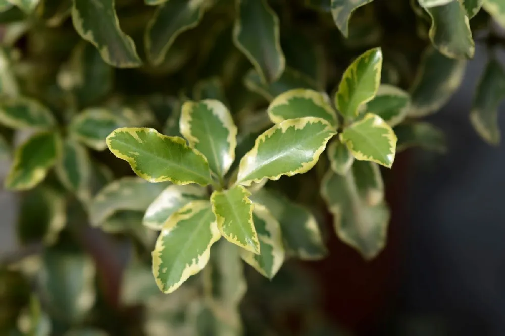 Mojo® Dwarf Pittosporum