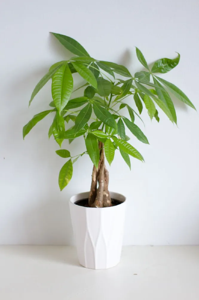 Money Tree in White Pot