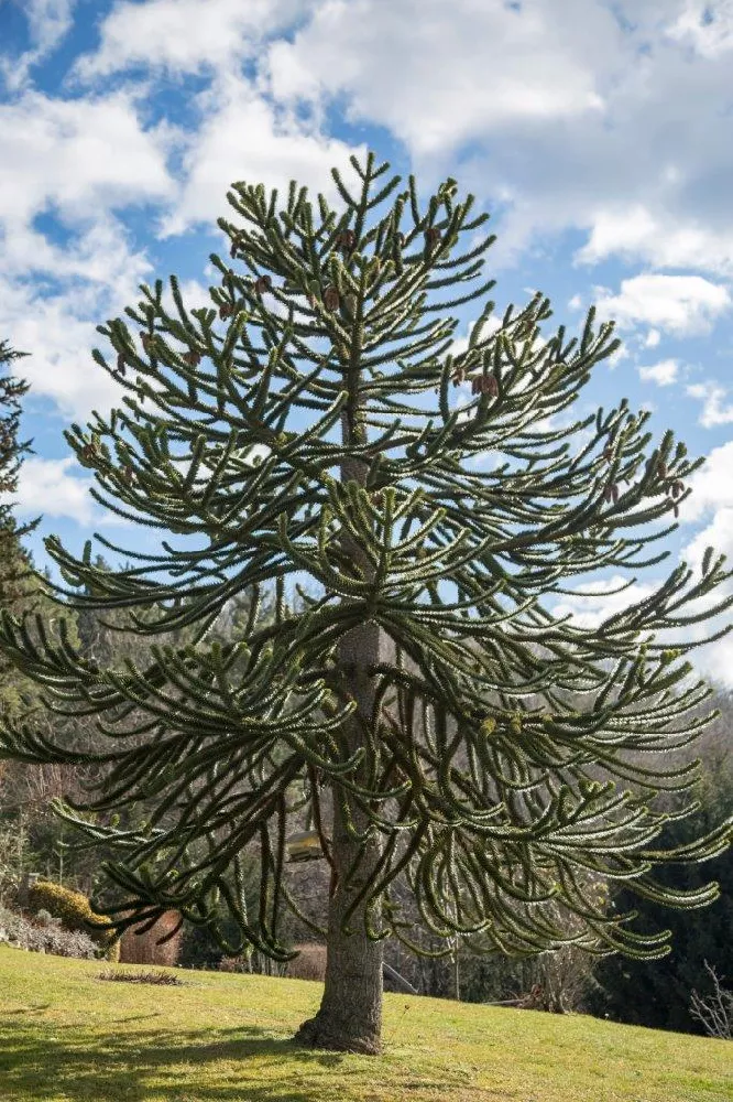 Monkey Puzzle Tree