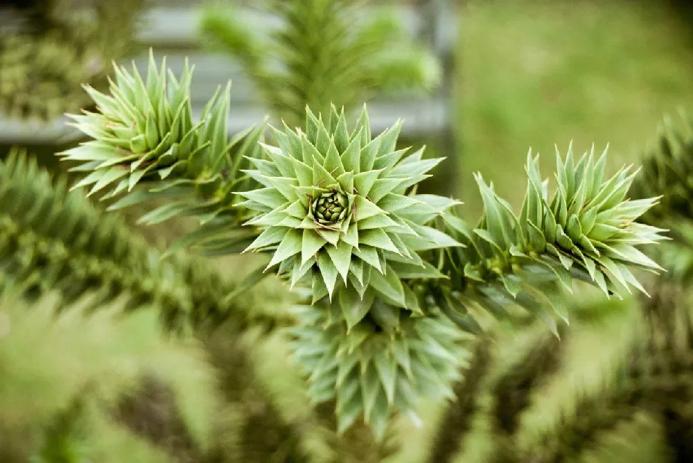 Monkey Puzzle Tree up close