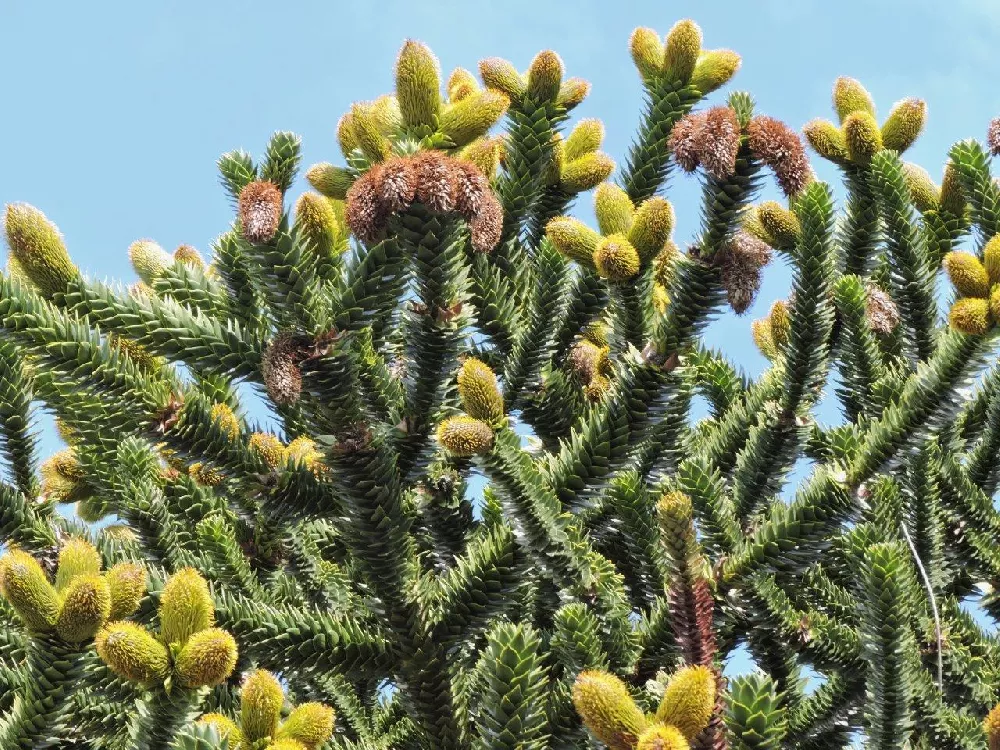 Monkey Puzzle Tree