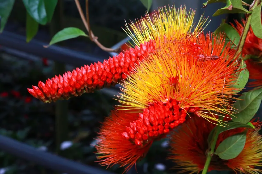 Monkey's Brush Plant