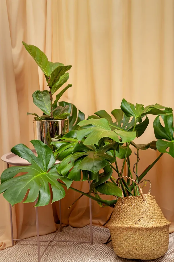 Monstera Deliciosa and Fiddle Leaf Fig Combo