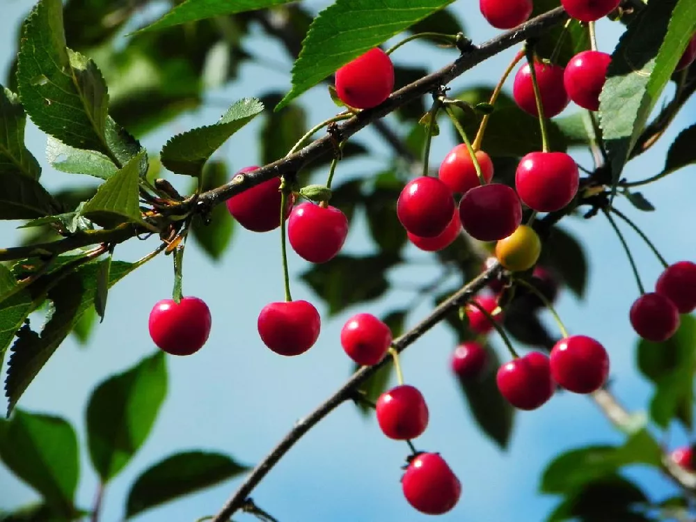 Montmorency Cherry Tree